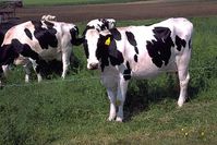 Holstein cattle, the dominant breed in industrialized dairying today.