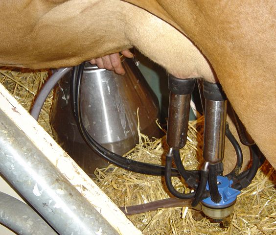 Image:Cow milking machine in action DSC04132.jpg