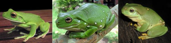 The left frog is the White-lipped Tree Frog, note the white stripe along the jaw. The center is the Green Tree Frog. The right is the Magnificent Tree Frog, note the large parotoid glands present above the tympanum.