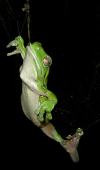 A Green Tree Frog caught in a spider's web after eating the spider. The frog survived.