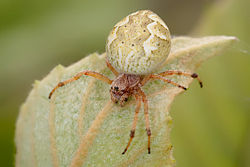an Orb weaver spider, Family: Araneidae