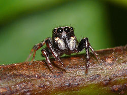 The four front eyes of a jumping spider