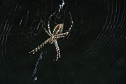 Spider showing its epigyne