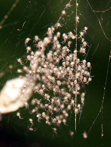Image:Gasteracantha mammosa spiderlings next to their eggs capsule.jpg