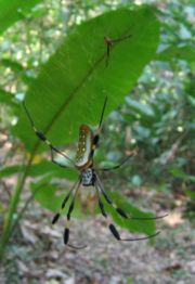 Golden orb weavers in Parque Nacional Corcovado, a female in the foreground and a male behind her