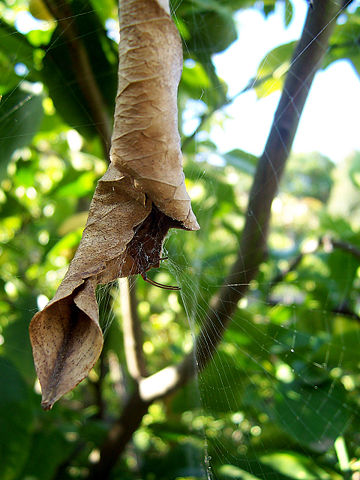 Image:Spider house leaf.jpg