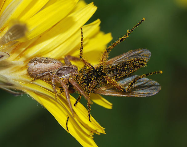Image:Spider and fly March 2008-2.jpg