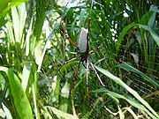 Having completed its web, a spider in the forests of Malaysia awaits its prey. Appears to be some species of Nephila.