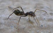 An ant-mimicking jumping spider