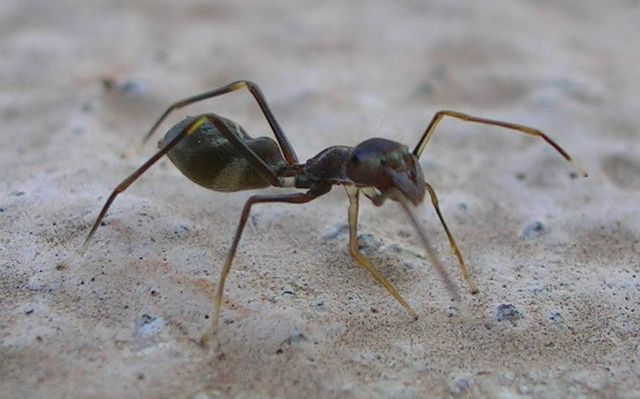 Image:Ant Mimic Spider.jpg
