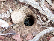 Trapdoor spider (family: Ctenizidae), an ambush predator.