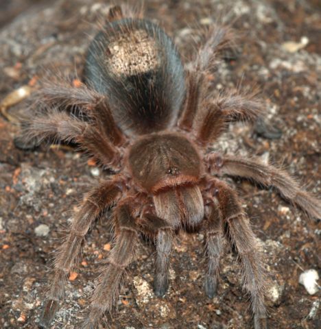 Image:Grammostola.rosea.with.hair.patch.jpg