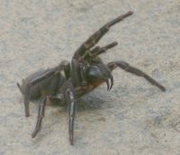 Sydney funnel-web spider (Atrax robustus) doing a threat display.