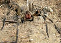 Brazilian wandering spider (Phoneutria nigriventer)
