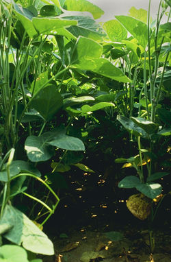 Soybeans grow throughout Asia and North and South America.