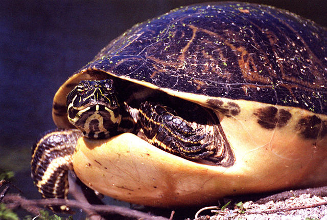 Image:Florida Redbelly Turtle KSC00pp0306.jpg