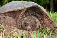 Closeup head-on view of a common snapping turtle (Chelydra serpentina), taken near the St. Lawrence River in northern New York State