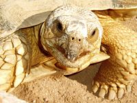 Turtle in the zoo of Sharm el-Sheikh