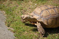 Turtle in the zoo from Czech republic