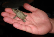 An American map turtle hatchling.
