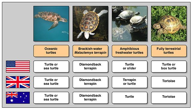 Image:Turtle names in different languages.jpg