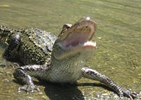An alligator showing the inside of his mouth.