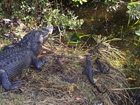 Alligators of various ages in Everglades National Park