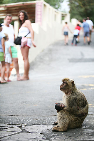 Image:Barbary macaque and tourists.jpg