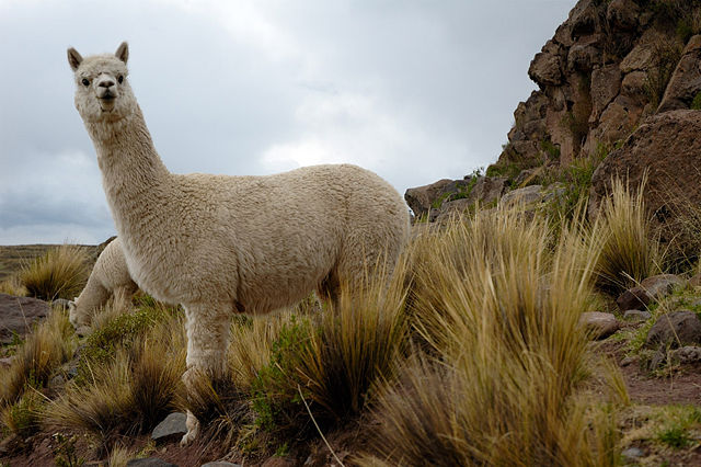 Image:Alpacas Sillustani (pixinn.net).jpg