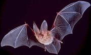 Bats are just one of the thousands of species of animals that are active during the night