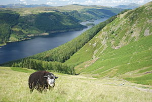 A Herdwick grazing above Thirlmere.