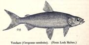 The vendace (Coregonus vandesius) is England's rarest species of fish, and is only found in the Lake District.