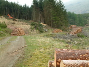 Forestry operations on Harter Fell