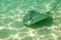 Stingray City in Grand Cayman allows swimmers, snorkelers, and divers to swim with and feed the stingrays.