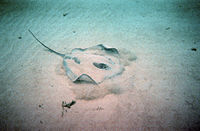 Stingrays can be seen burrowing into the sand just yards away from tourists at Stingray City.