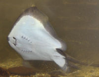 A stingray's underside showing its mouth and gills.