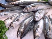 85% of the catch (67 000 tonn) in Shetland is herring and mackerel which is 52% of the catch value. Haddock, cod and angler achieve higher prices and make up the rest of the catch value, even though these species only make up 15% of the catch. Pictured: Mackerel.
