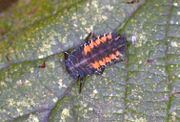 Third instar larva, Harmonia axyridis