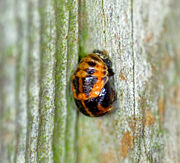 Pupal stage