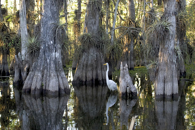 Image:Everglades National Park cypress.jpg