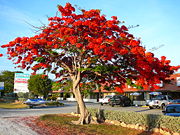 Royal Poinciana tree in full bloom in the Florida Keys, an indication of South Florida's tropical climate.