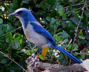 The Florida Scrub Jay is found only in Florida.