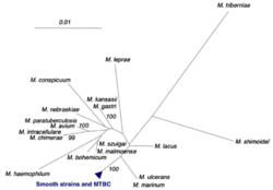Phylogenetic tree of the genus Mycobacterium.