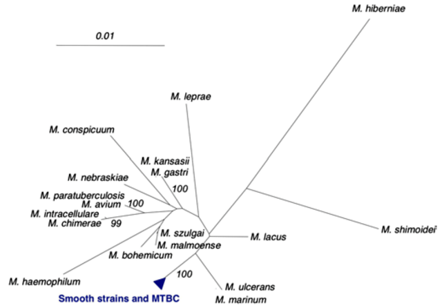 Image:Mycobacterium phylogenetic tree.png