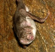 A vampire bat near Peru