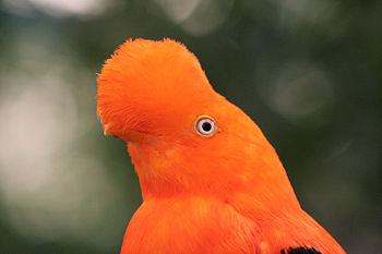 A male Andean Cock-of-the-rock, a species found in peruvian humid Andean forests