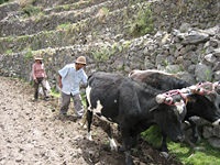 Photograph of young Peruvian farmers sowing maize and beans.
