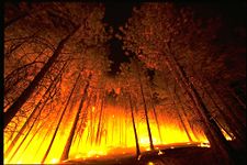 A forest fire