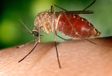 Culex mosquitos (Culex quinquefasciatus shown) are biological vectors that transmit West Nile Virus.