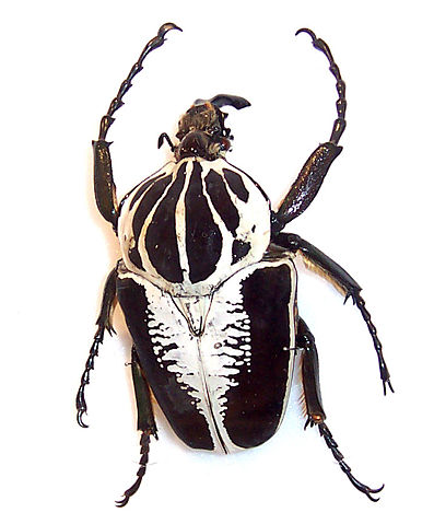 Image:Goliath beetle.jpg